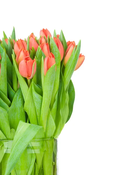 Tulips in the vase against white background — Stock Photo, Image