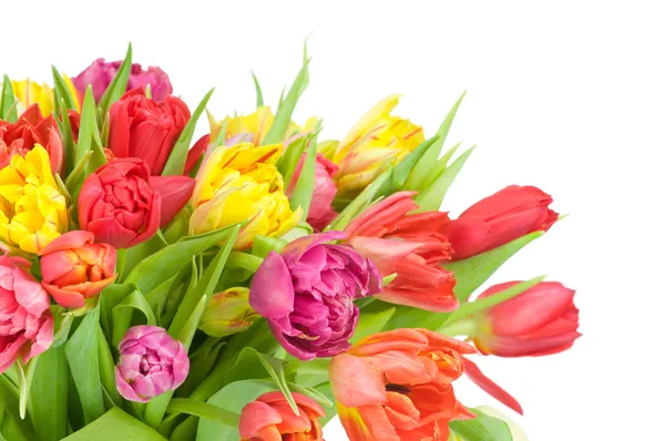 Tulpen geïsoleerd op witte achtergrond — Stockfoto