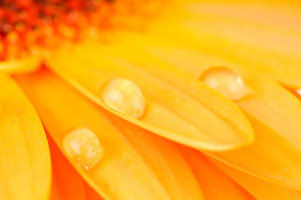 Petali gerbere con gocce d'acqua — Foto Stock