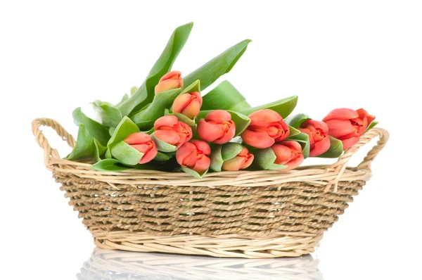 Tulipanes en la cesta aislados sobre fondo blanco —  Fotos de Stock
