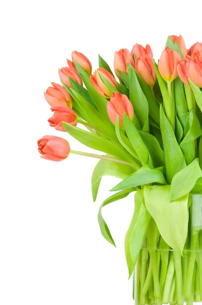 Tulipány ve váze proti Bílému pozadí — Stock fotografie