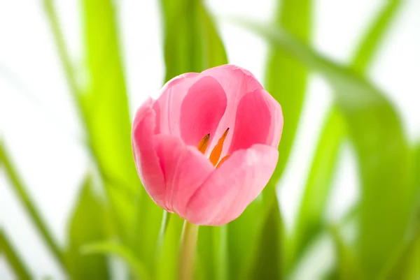 Tulipany izolowane na białym tle — Zdjęcie stockowe