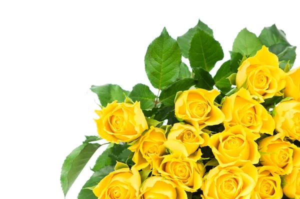 白い背景に黄色のバラが孤立 — ストック写真