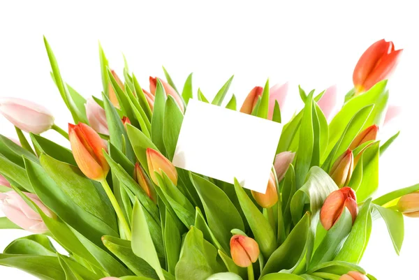 Concept.tulips e cartão isolado no fundo branco — Fotografia de Stock