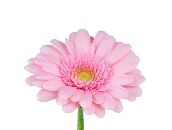 Růžová Gerbera ve vodě izolovaných na bílém pozadí — Stock fotografie