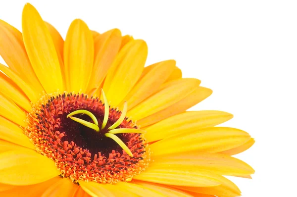 Macro photo of gerber flower isolated on white background — Stock Photo, Image