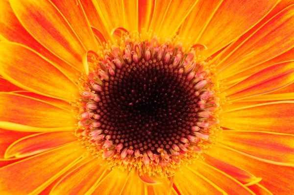 Kwiat pomarańczowy gerber. z bliska — Zdjęcie stockowe