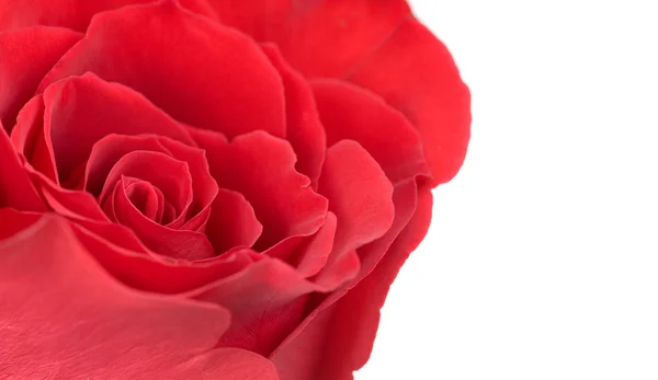 Макро фото червоної троянди ізольовані на білому тлі — стокове фото