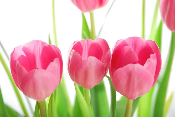 Tulpen isoliert auf weißem Hintergrund — Stockfoto