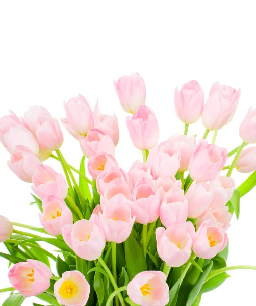 Tulpen geïsoleerd op witte achtergrond — Stockfoto