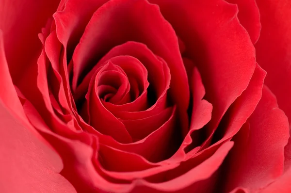 Μακροεντολή φωτογραφία του κόκκινο τριαντάφυλλο — Φωτογραφία Αρχείου