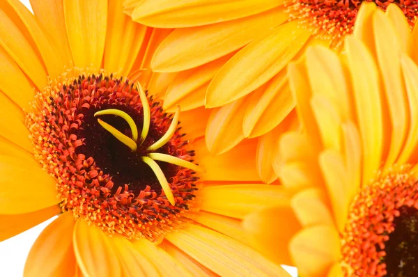 Fiori di gerbero — Foto Stock