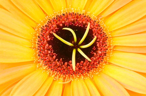 Macro photo of gerber flower — Stock Photo, Image