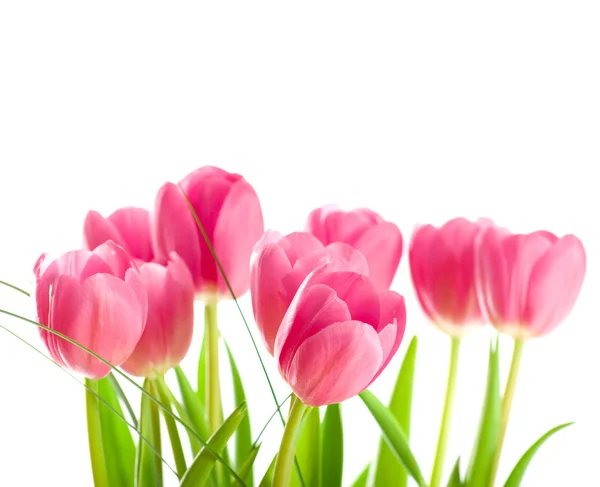 Rosa Tulpen isoliert auf weißem Hintergrund — Stockfoto