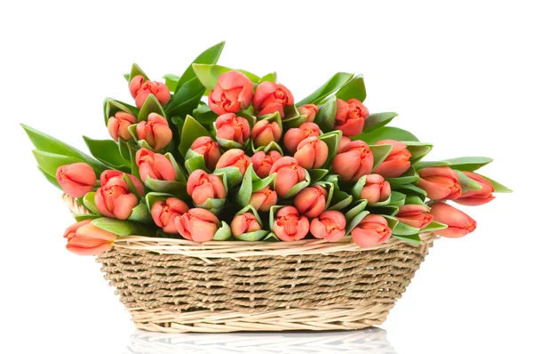 Tulpen in de mand geïsoleerd op witte achtergrond — Stockfoto