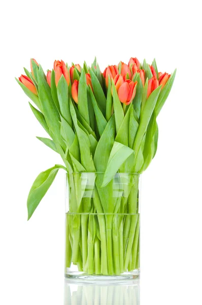 Tulipanes en el jarrón contra fondo blanco — Foto de Stock