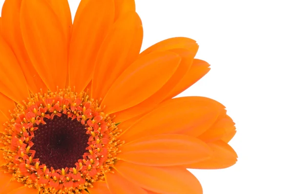 Fleur de gerber orange isolée sur fond blanc — Photo