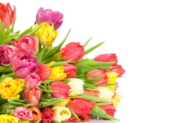 Tulpen geïsoleerd op witte achtergrond — Stockfoto