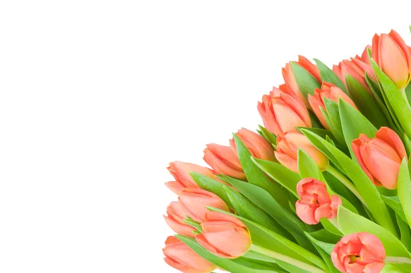 Tulipani isolati su sfondo bianco — Foto Stock
