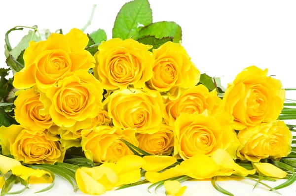 Yellow rose isolated on white background — Stock Photo, Image