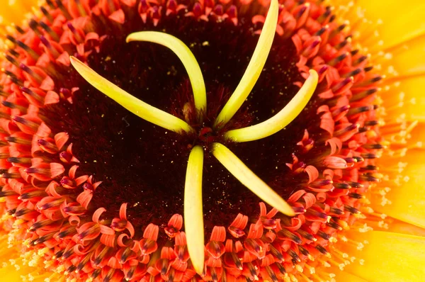 Fotografia makro z gerber kwiat — Zdjęcie stockowe