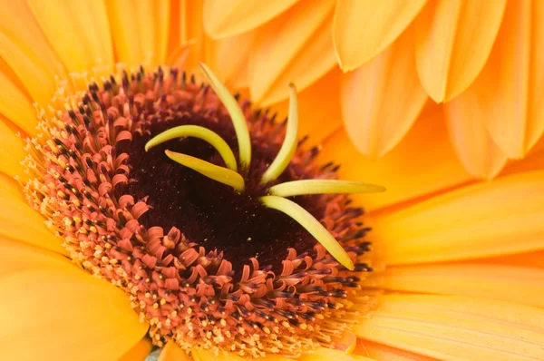 Fotografia makro kwiatów gerber — Zdjęcie stockowe