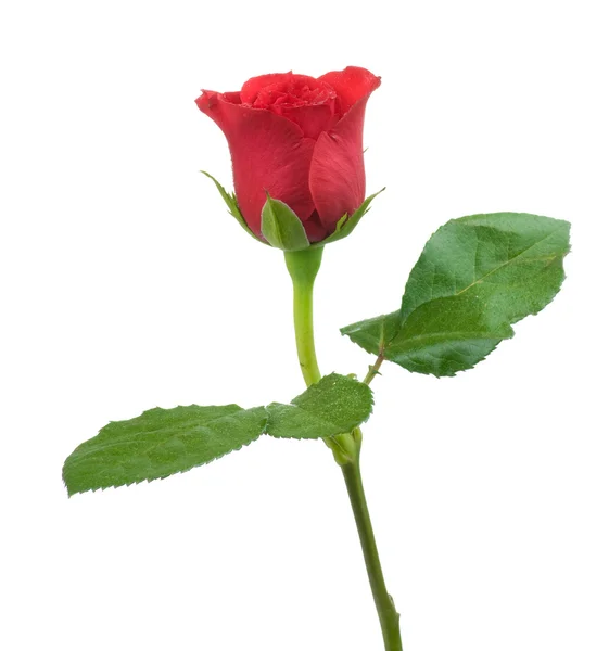 Rose isolaten op witte achtergrond — Stockfoto