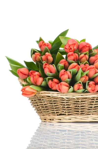 Tulipány v košíku izolovaných na bílém pozadí — Stock fotografie