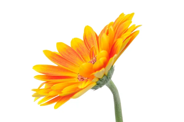 Gerber kukat eristetty valkoisella pohjalla — kuvapankkivalokuva