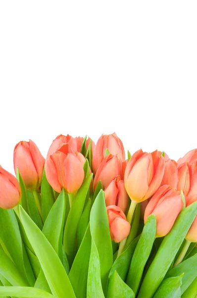 Tulpen geïsoleerd op witte achtergrond — Stockfoto