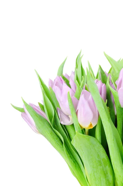 Fioletowe tulipany na białym tle — Zdjęcie stockowe