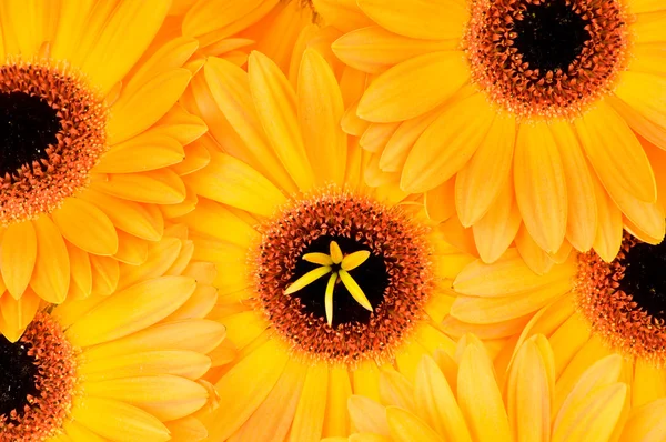 Gerber flores isoladas no fundo branco — Fotografia de Stock