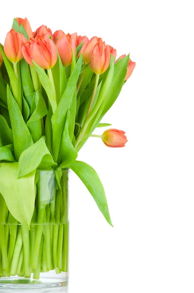 Тюльпаны в вазе на белом фоне — стоковое фото
