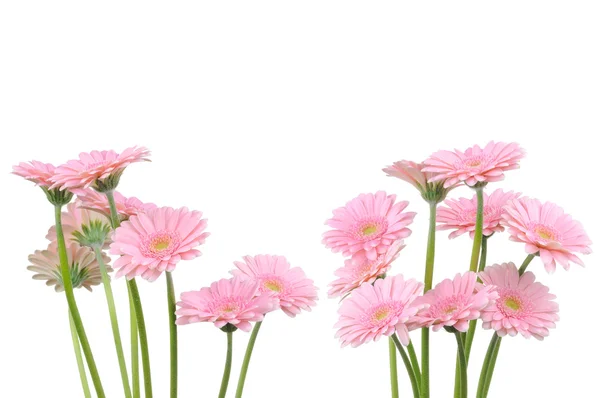 Rosa gerber blommor isolerad på vit bakgrund — Stockfoto