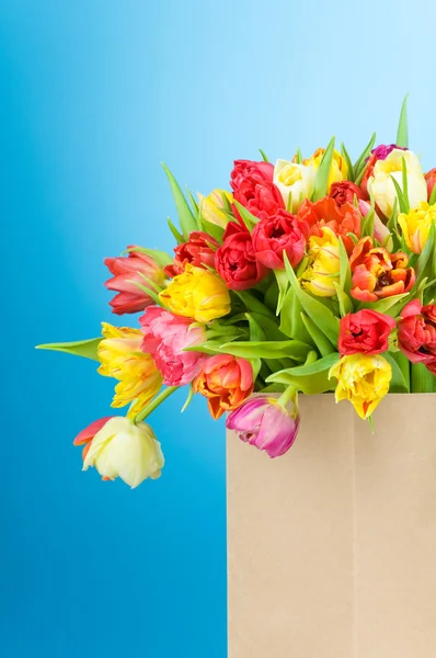 Tulipanes en bolsa de papel sobre fondo azul — Foto de Stock