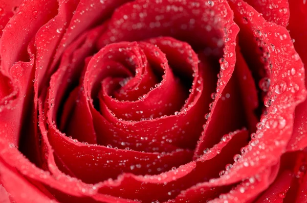 Μακροεντολή φωτογραφία του κόκκινο τριαντάφυλλο με σταγόνες νερό — Φωτογραφία Αρχείου