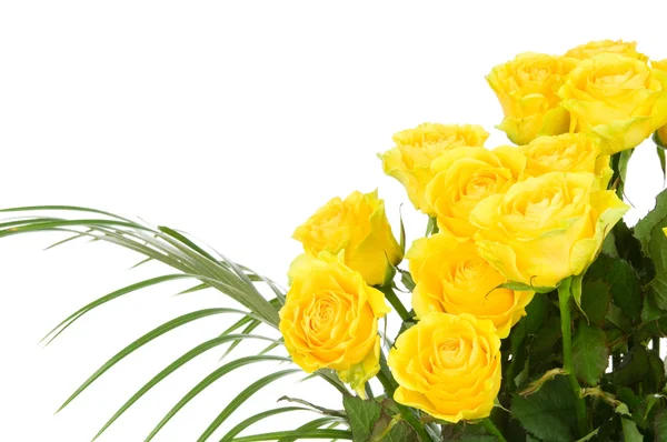 白色背景下孤立的黄色玫瑰 — 图库照片