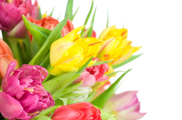 Tulpen geïsoleerd op witte achtergrond — Stockfoto