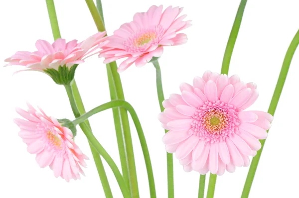 Růžová Gerbera izolovaných na bílém pozadí — Stock fotografie