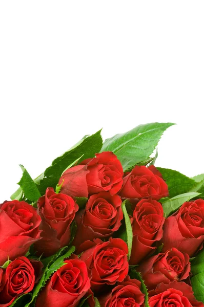 Rose rosse isolate su sfondo bianco — Foto Stock