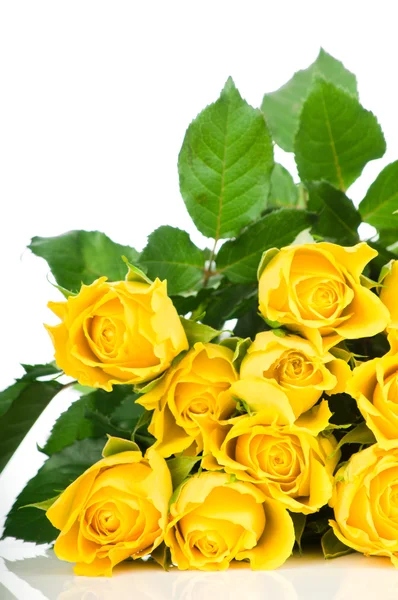 Gele roos geïsoleerd op witte achtergrond — Stockfoto