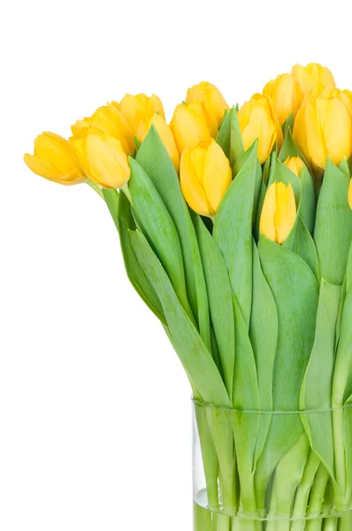 Тюльпани у вазі на білому тлі — стокове фото