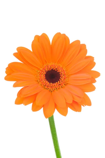 Оранжевый цветок гербера изолирован на белом фоне — стоковое фото