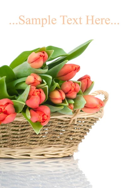 Tulpen in de mand geïsoleerd op witte achtergrond — Stockfoto