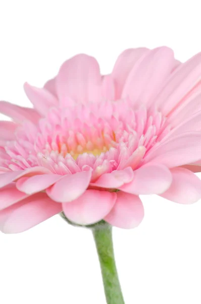 Růžová Gerbera ve vodě izolovaných na bílém pozadí — Stock fotografie