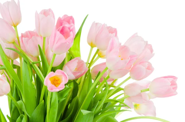 Tulips isolated on white background — Stock Photo, Image