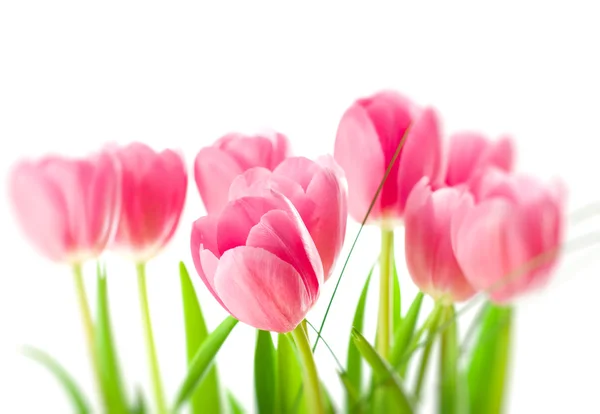 Tulipanes rosados aislados sobre fondo blanco —  Fotos de Stock