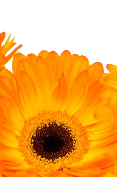 Gerber flower isolated on white background — Stock Photo, Image