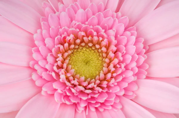 Gerbero rosa in acqua isolato su fondo bianco — Foto Stock