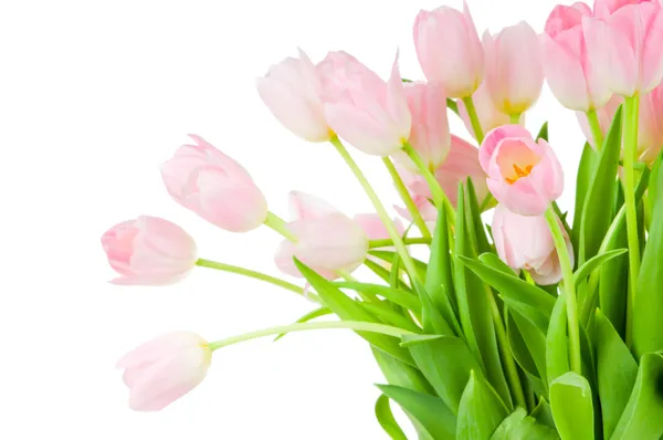 Tulips isolated on white background Royalty Free Stock Images